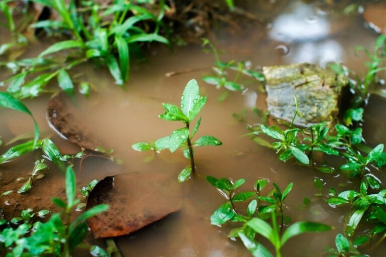 soil moisture monitoring function